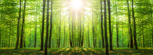 Sunlight in the green forest, spring time